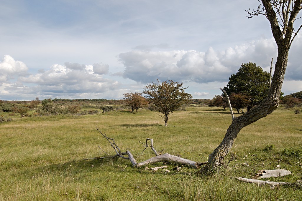 AWD Amsterdamse Waterleidingduinen natuurgebied polder bos vos hert herten damhert duinen zandvoort waterwingebied